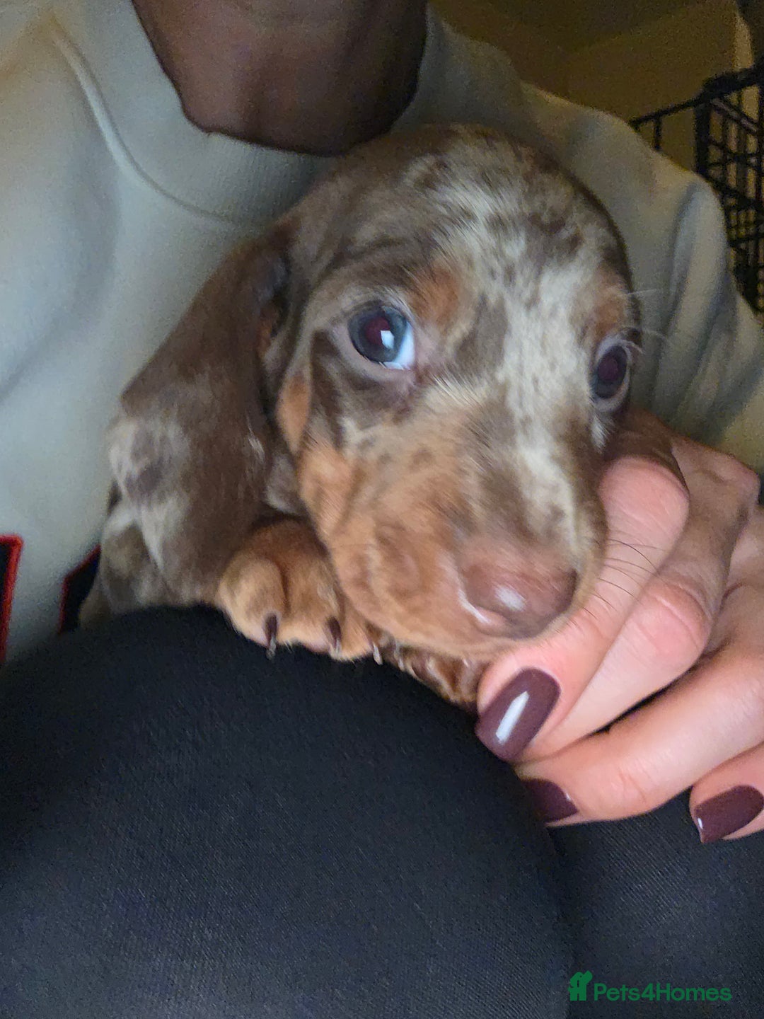 Dachshund dogs for sale: Standard Dachshund Puppies - Advert 18