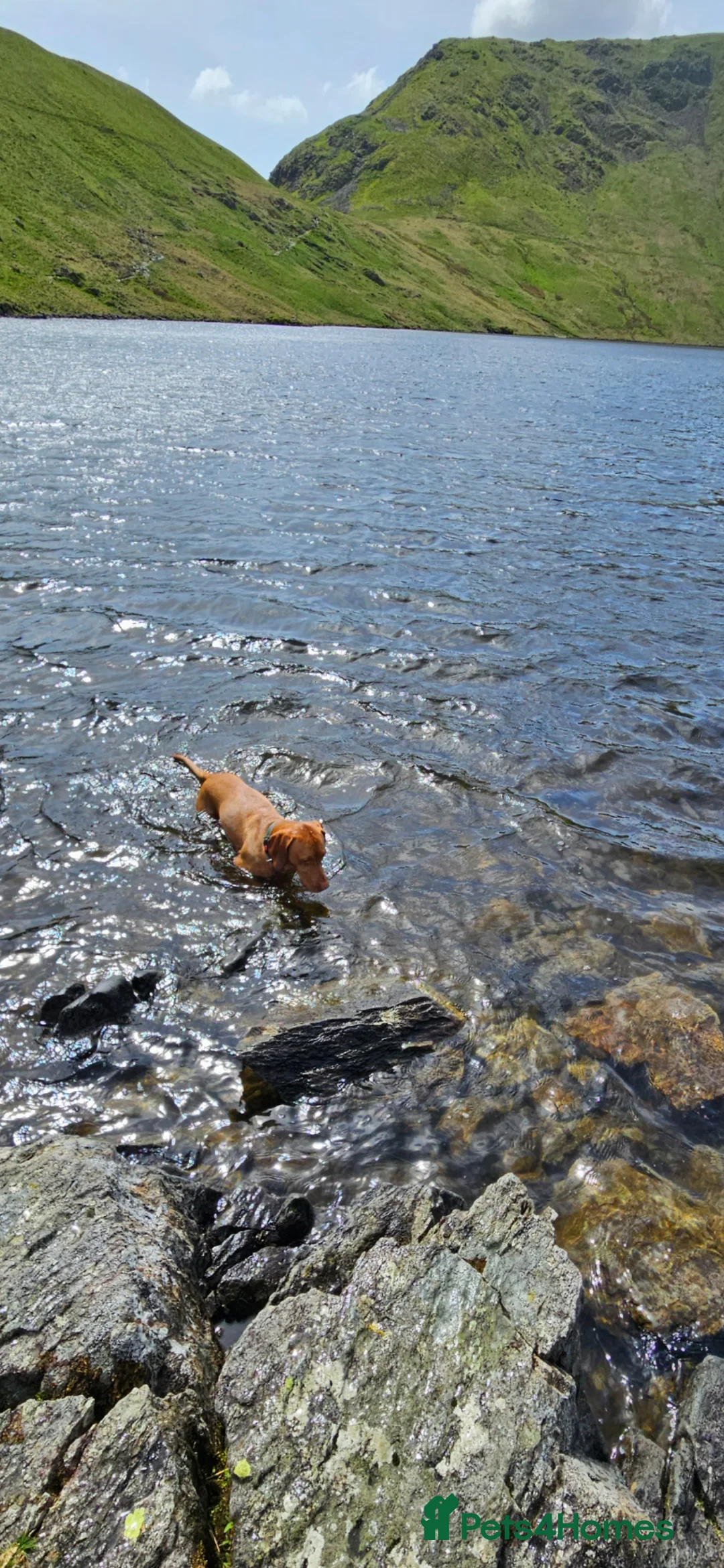 Hungarian Vizsla dogs for stud: Rummy the Vizsla- Available for Stud FREE!! in Middlesbrough - Advert 7