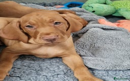 Hungarian Vizsla dogs for sale: All puppies now reserved/rehomed  - Image 11