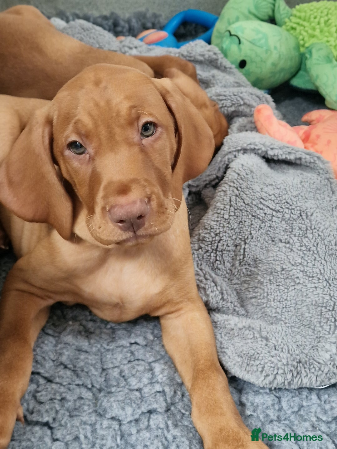 Hungarian Vizsla dogs for sale: All puppies now reserved/rehomed  - Image 11