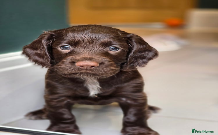 Cocker Spaniel dogs - Advert 1