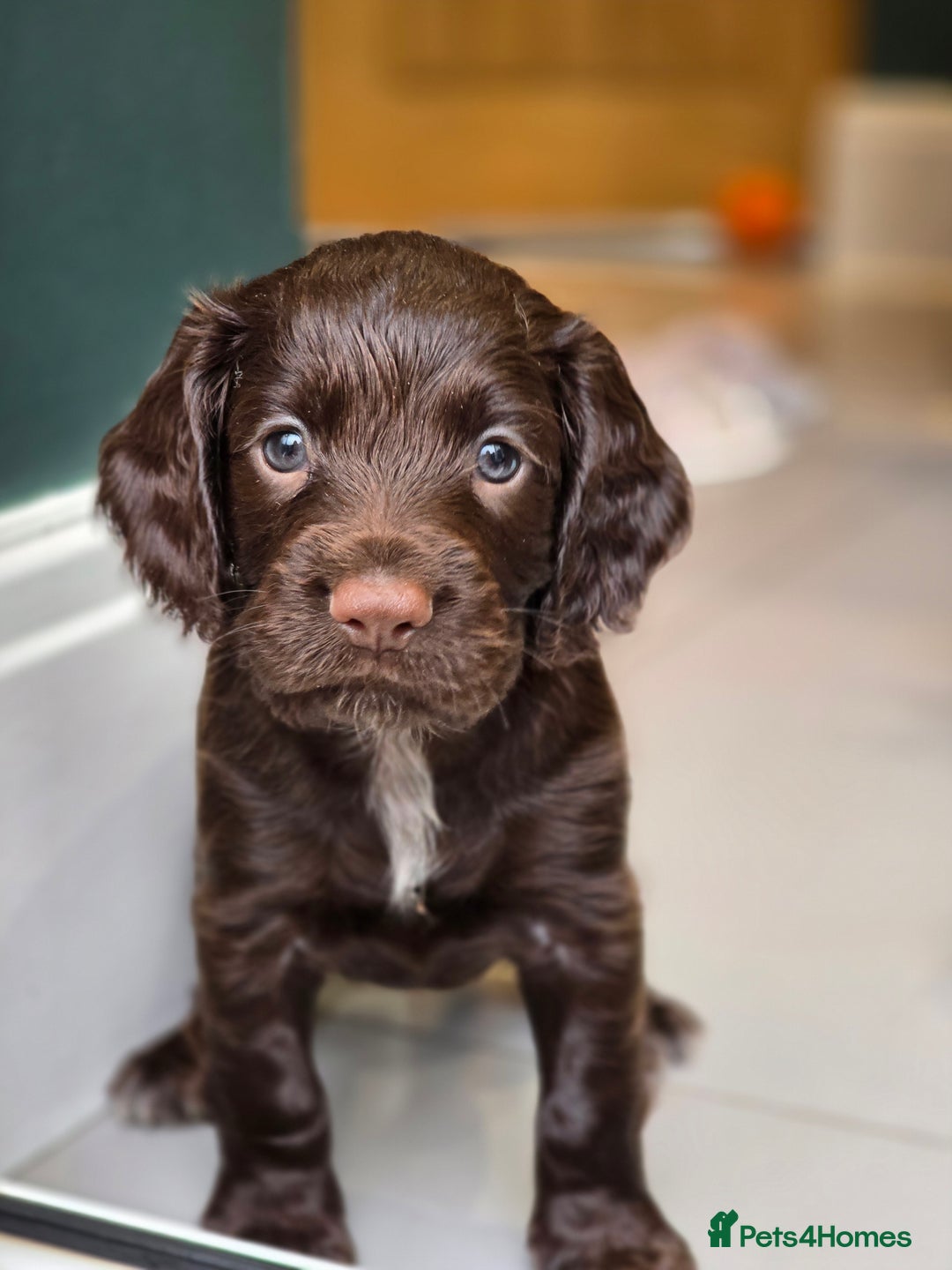 Cocker Spaniel dogs for sale: Exceptional KC Working Cocker Spaniel Puppies  - Image 1
