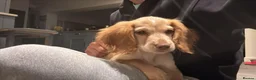 Cocker Spaniel dogs for sale: 18 week old female cocker spaniel  in Cheadle - Advert 3
