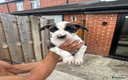Mixed Breed dogs for sale: Bull Herder pups for sale  - Image 8