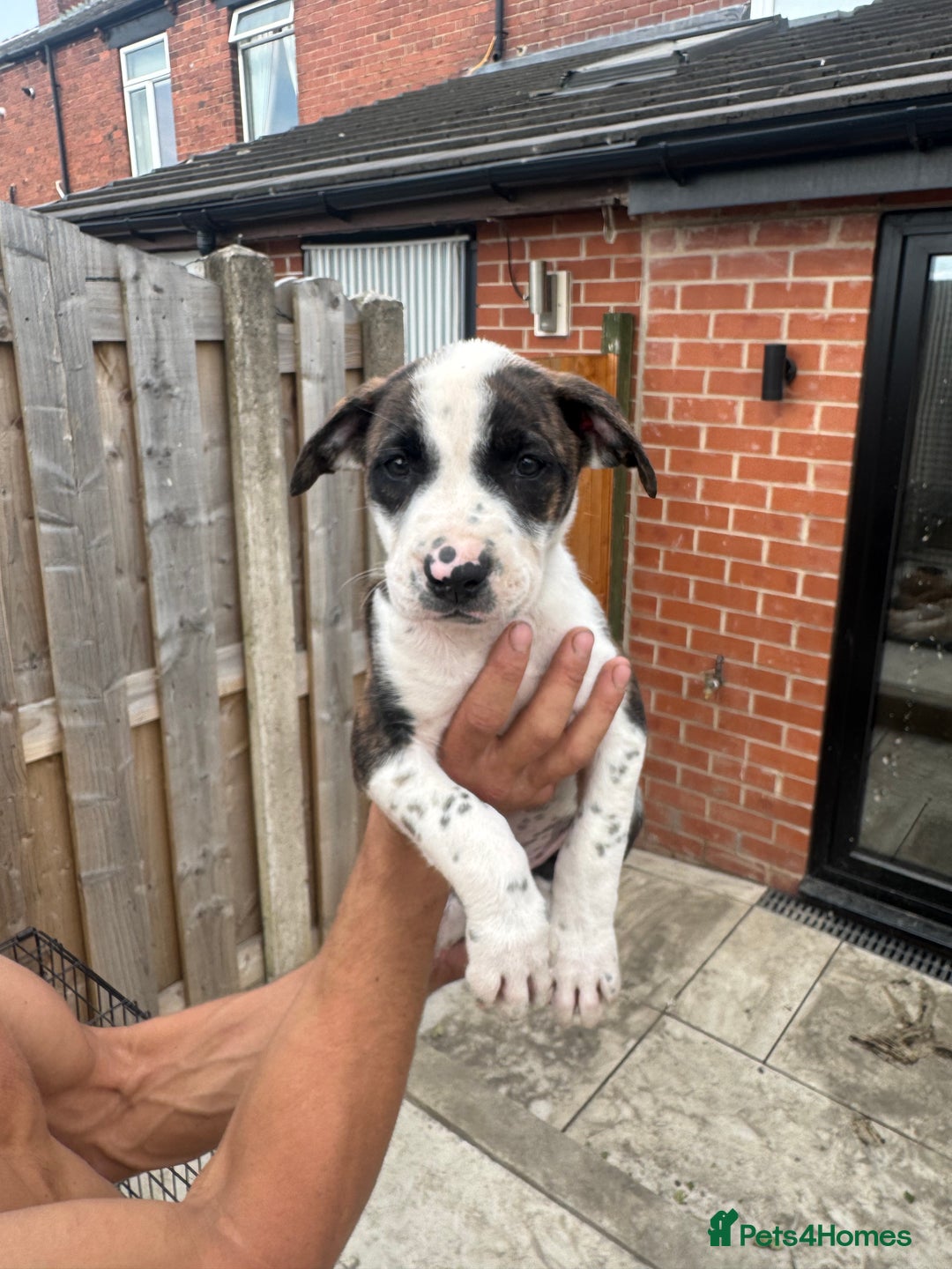 Mixed Breed dogs for sale: Bull Herder pups for sale  - Image 8