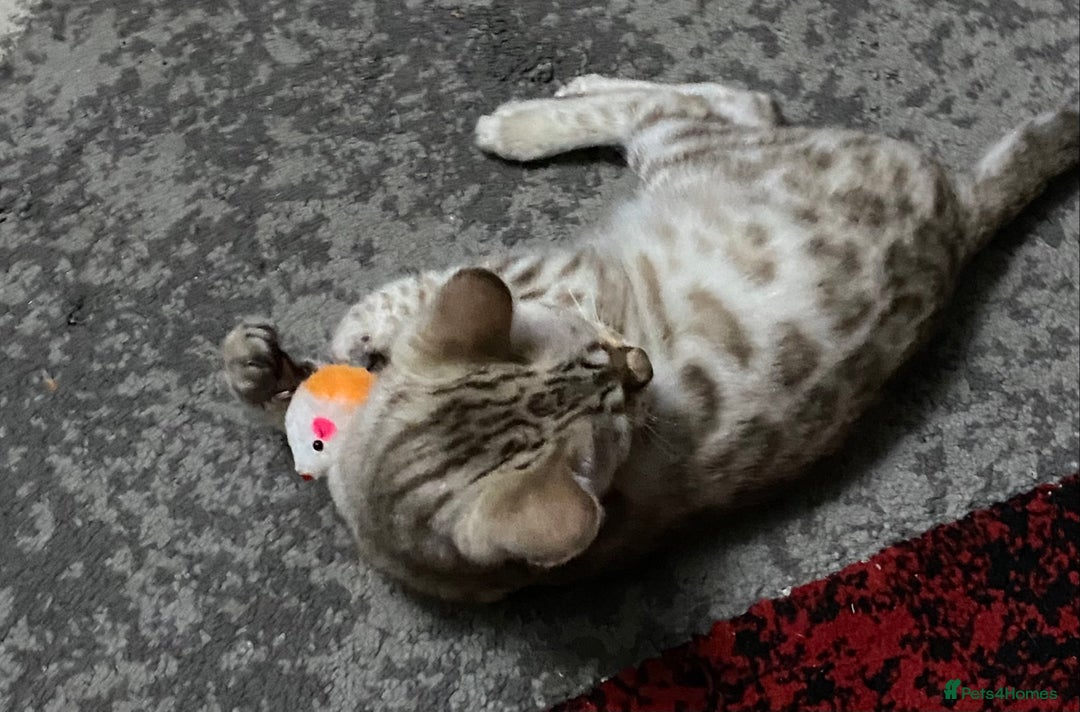 Bengal cats for sale: Bengal kittens - Image 13