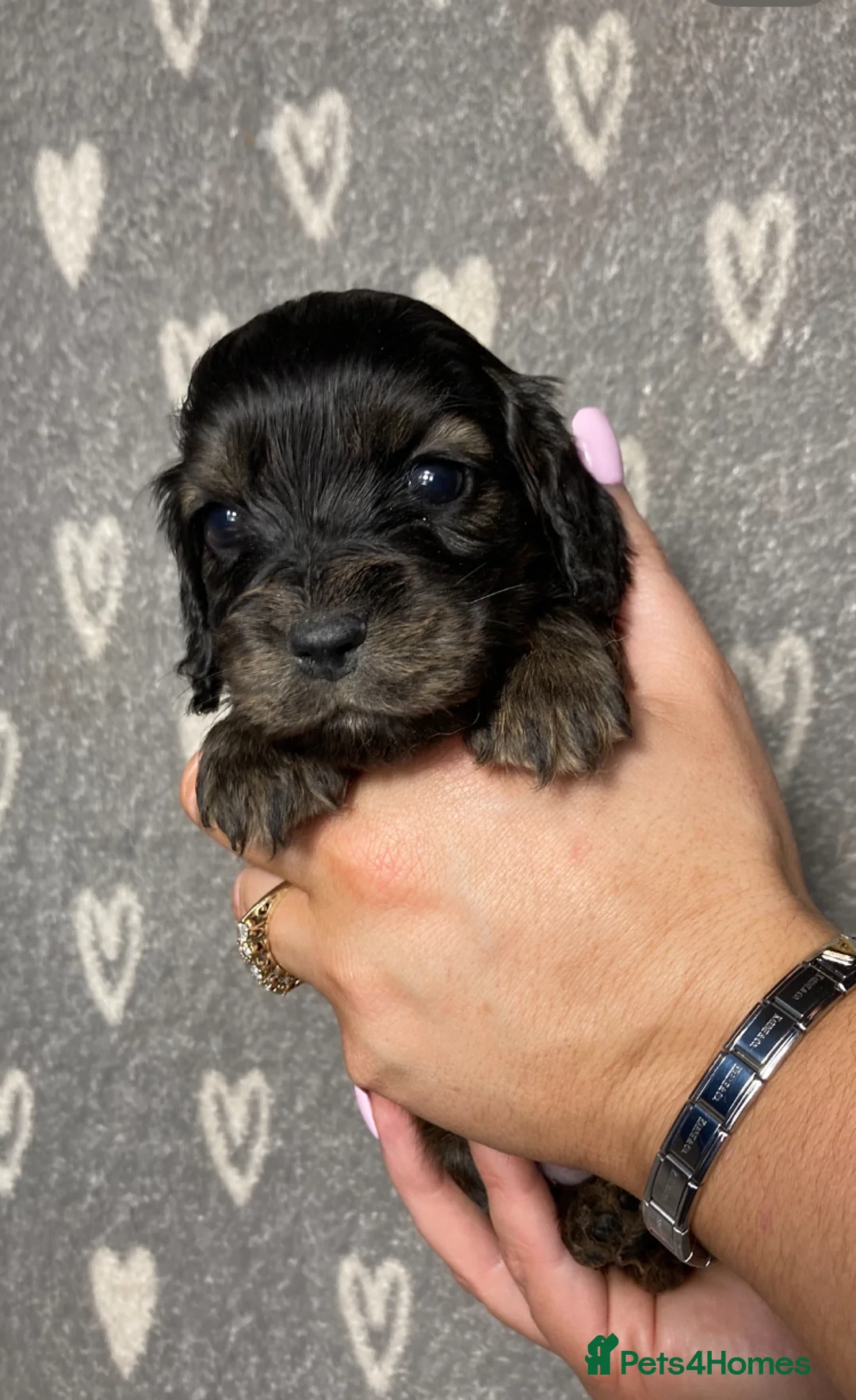 Cocker Spaniel dogs for sale: Show type cocker spaniels  - Advert 14