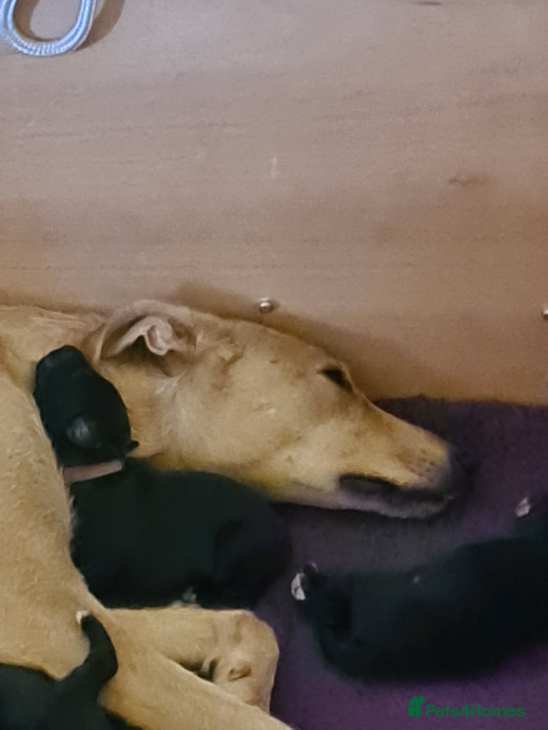 Mixed Breed dogs for sale: Beautiful bedlington whippet x lurcher puppies! - Image 11