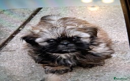 Shih Tzu dogs for sale: Imperial shishi shih tzu - Image 15