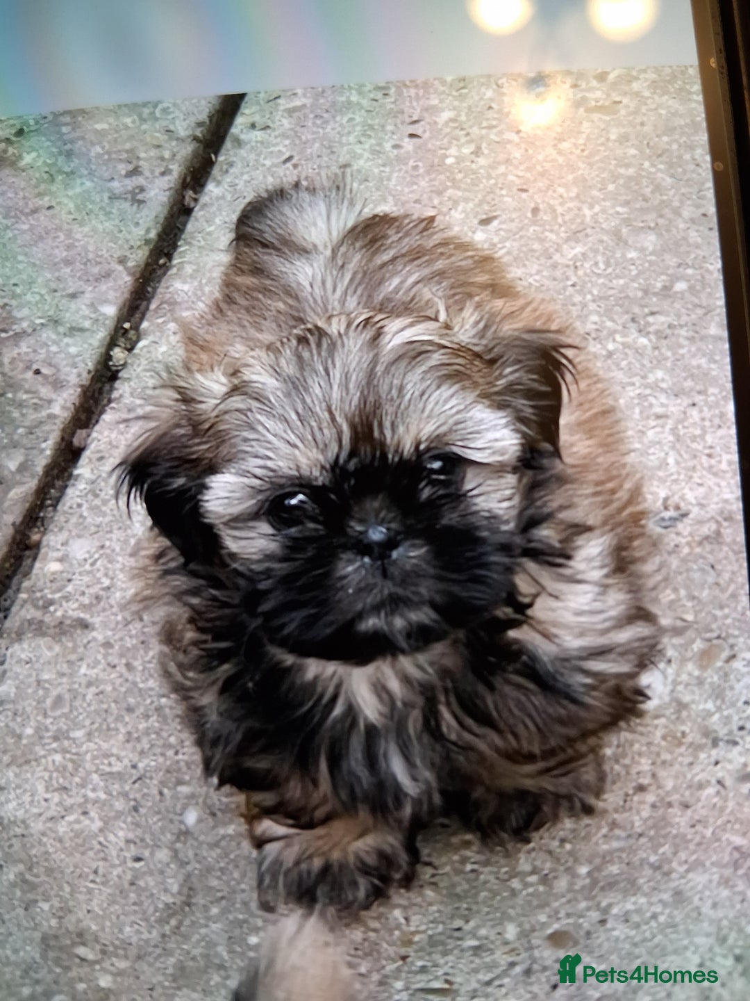 Shih Tzu dogs for sale: Imperial shishi shih tzu - Image 15