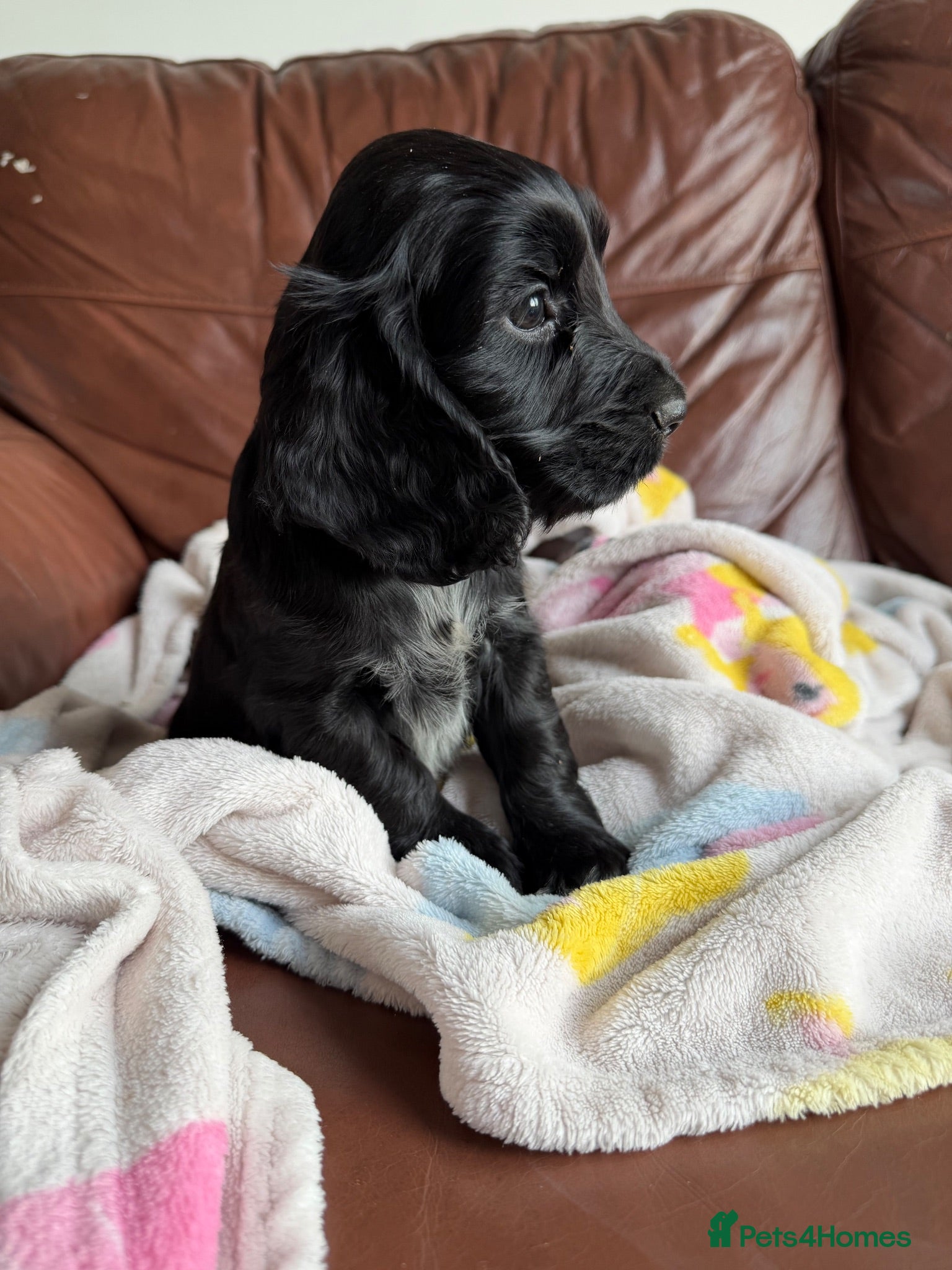 Cocker Spaniel dogs Show cocker puppies - Advert 1