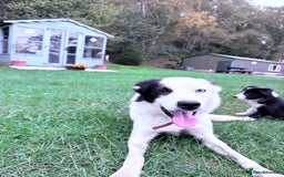 Border Collie dogs for sale: Border collies puppies - Image 25