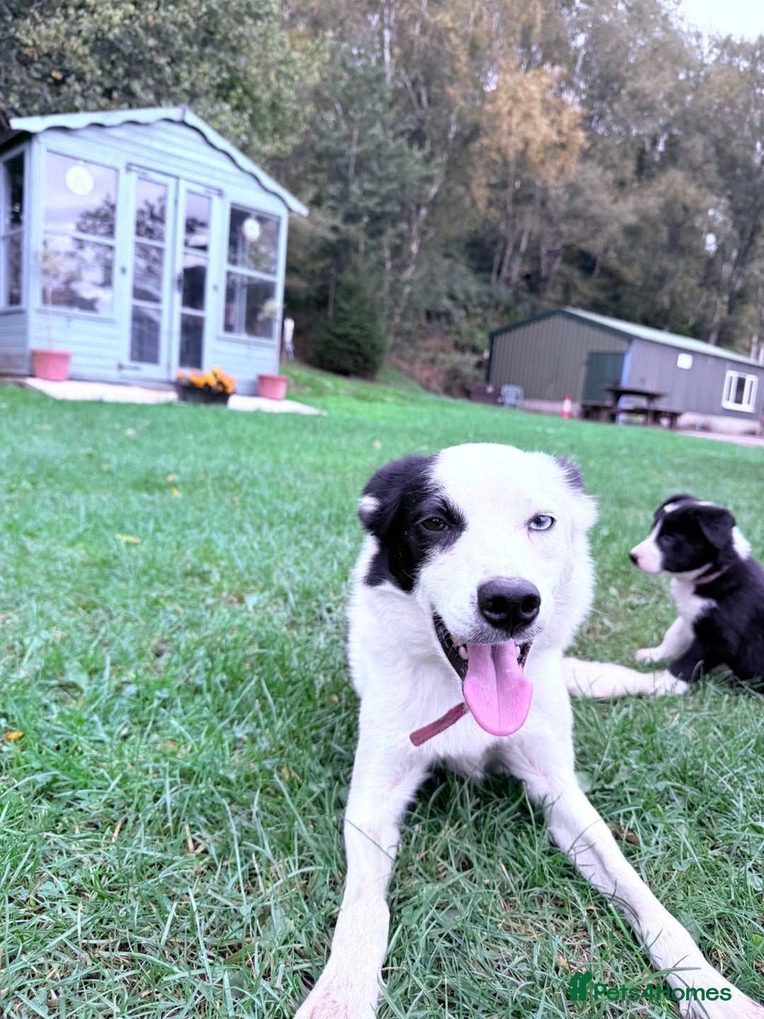 Border Collie dogs for sale: Border collies puppies - Image 25