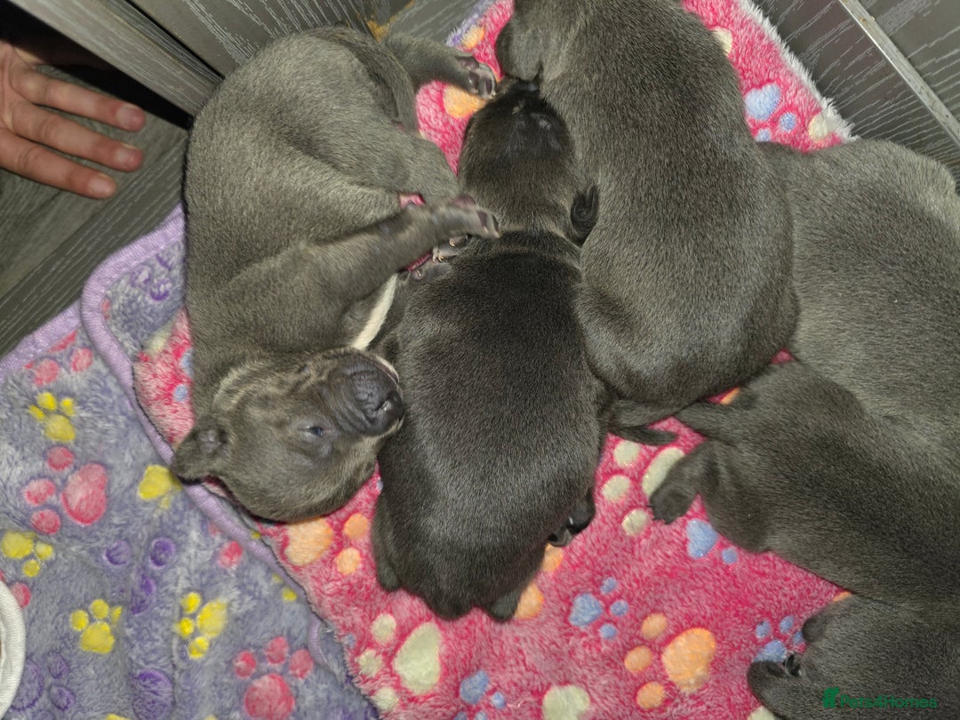 Staffordshire Bull Terrier dogs for sale: Kc blue staffordshire bull terrier puppies  - Image 2