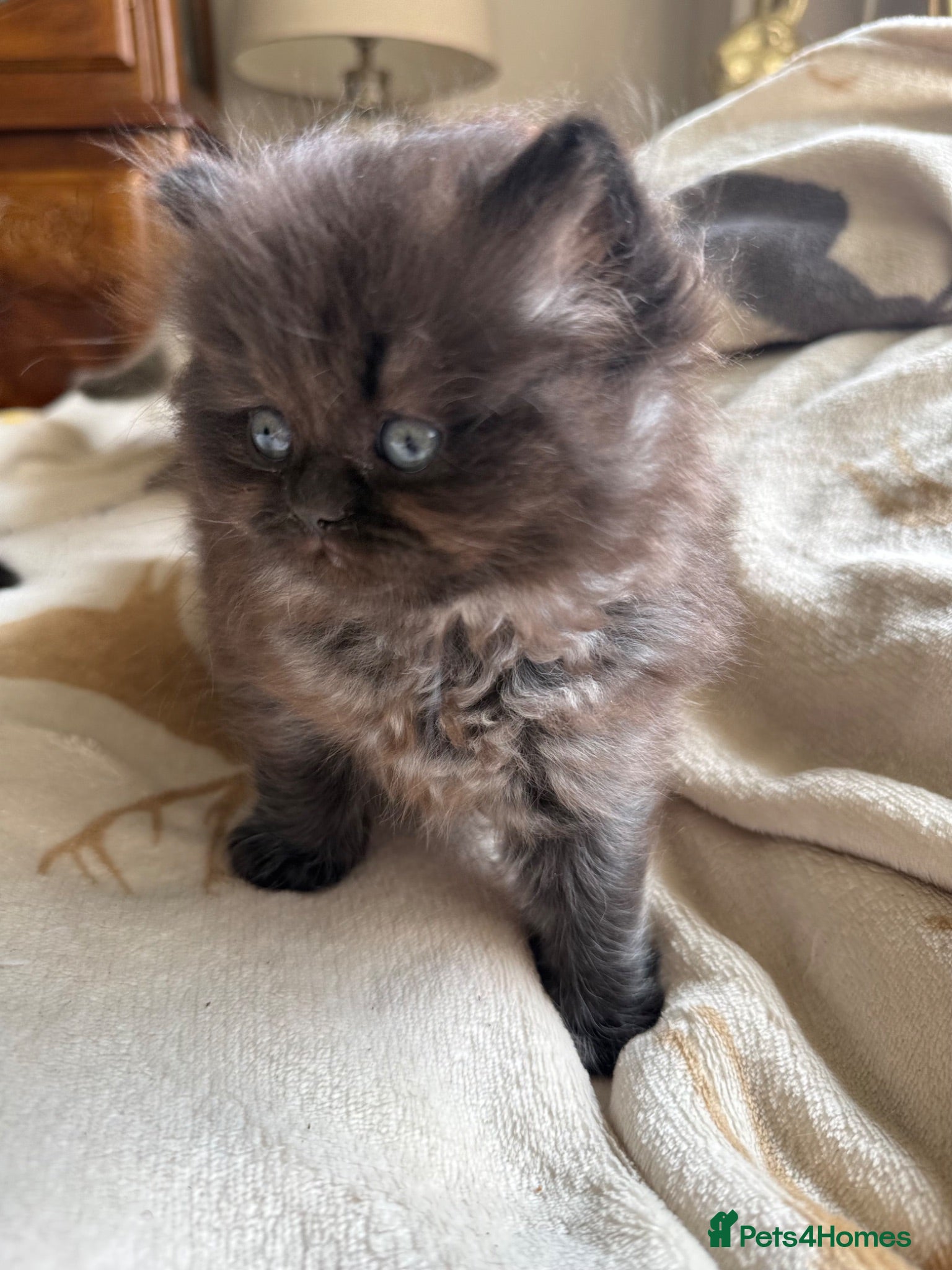 Scottish Fold cats Fluffy short legs show quality kittens available - Advert 1