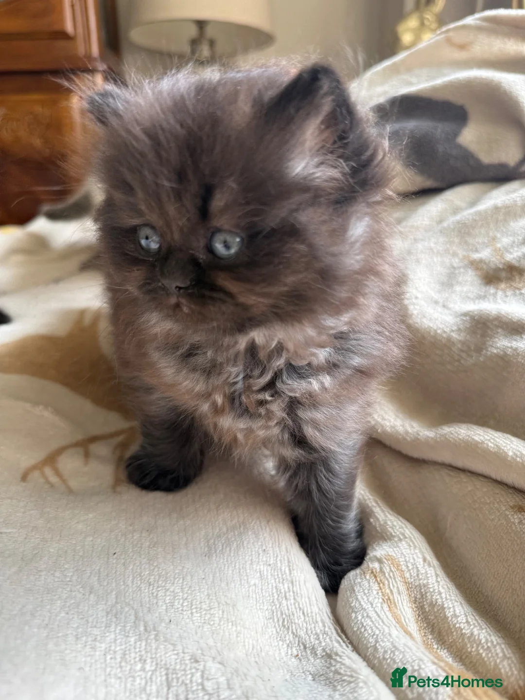 Scottish Fold cats for sale: Fluffy short legs show quality kittens available - Advert 2