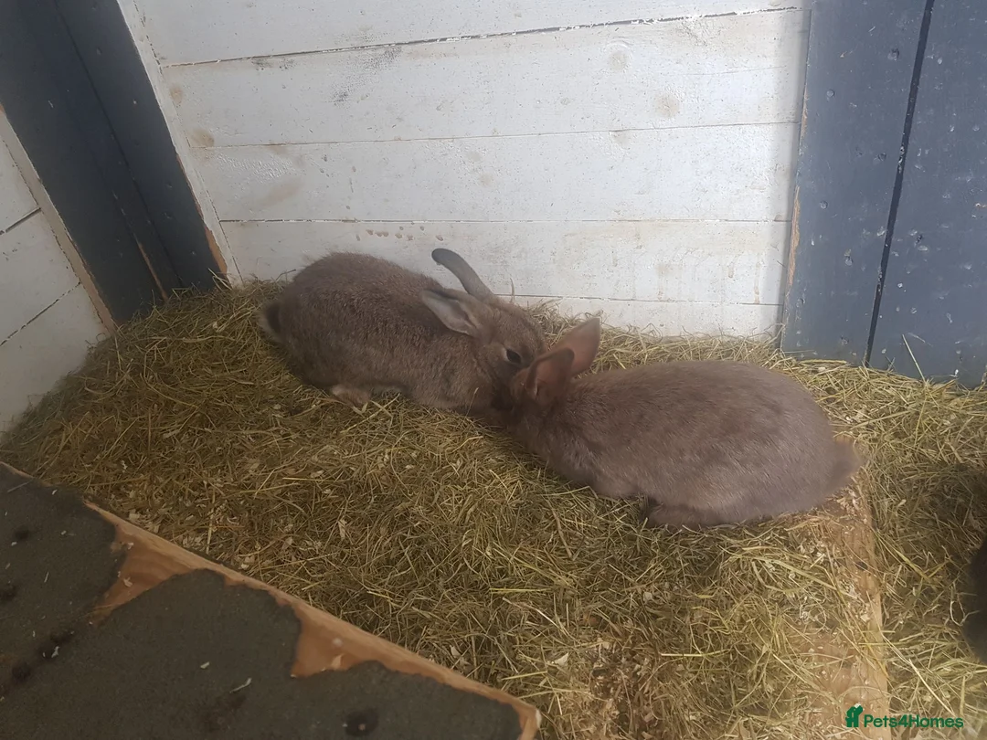 Mixed Breed rabbits for sale: Baby rabbits  - Advert 2