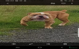 Olde English Bulldogge dogs for stud: Olde English bulldogge for stud  - Image 2
