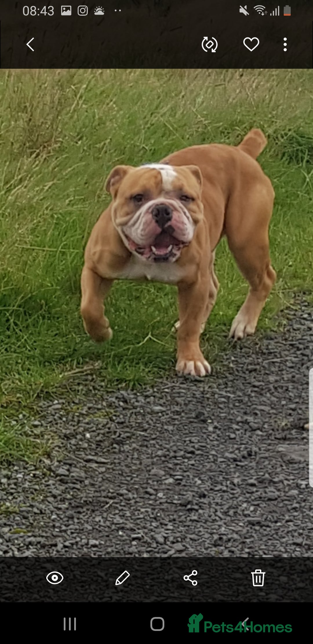 Olde English Bulldogge dogs for stud: Olde English bulldogge for stud  - Image 2
