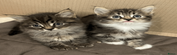 Maine Coon cats for sale: Maine Coon Absolutely Beautiful Kittens For Sale  - Advert 5