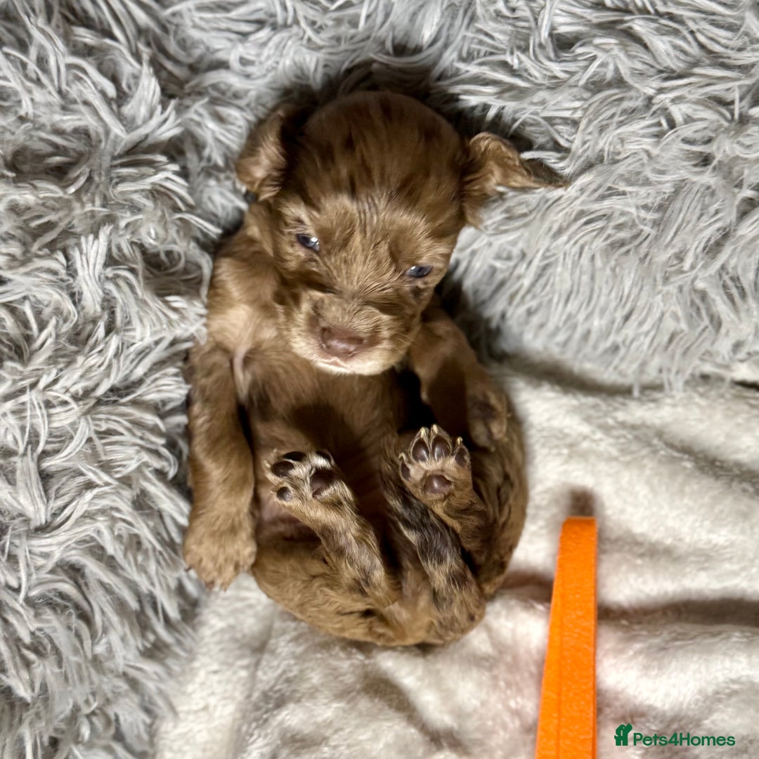 Cocker Spaniel dogs for sale: 🐶THE 8 MISFITS of SHEER BEAUTY🐶 - Advert 20