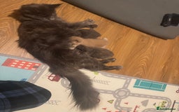 Maine Coon cats for sale: ✨Stunning Maine Coon Kittens✨ - Image 10