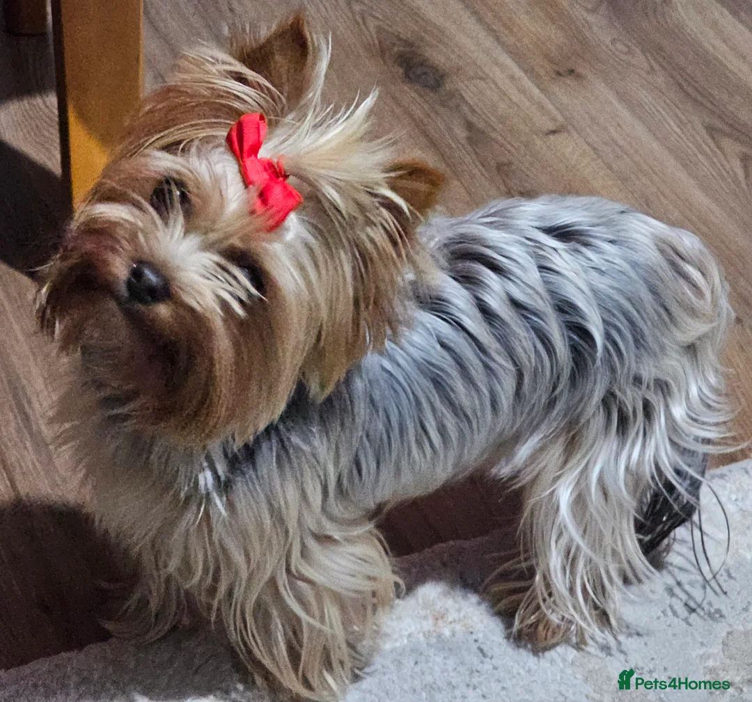 Yorkshire Terrier dogs for sale: Beautiful loving boy for sale - Advert 1