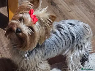 Yorkshire Terrier dogs Beautiful loving boy for sale - Advert 7