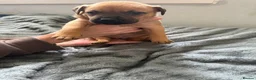 Mixed Breed dogs for sale: Cane corso cross pups for sale  in Airdrie - Advert 5