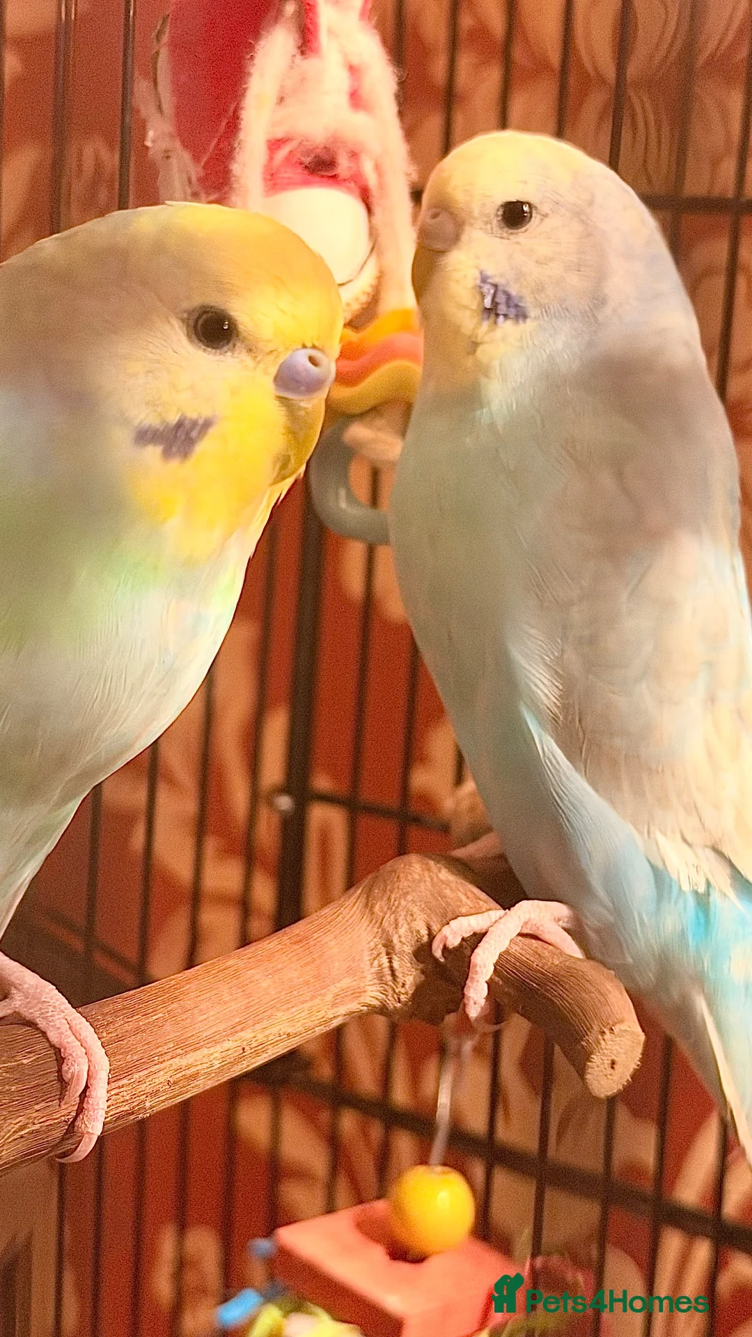 Budgerigars birds for sale: female budgie in Burgess Hill - Advert 1