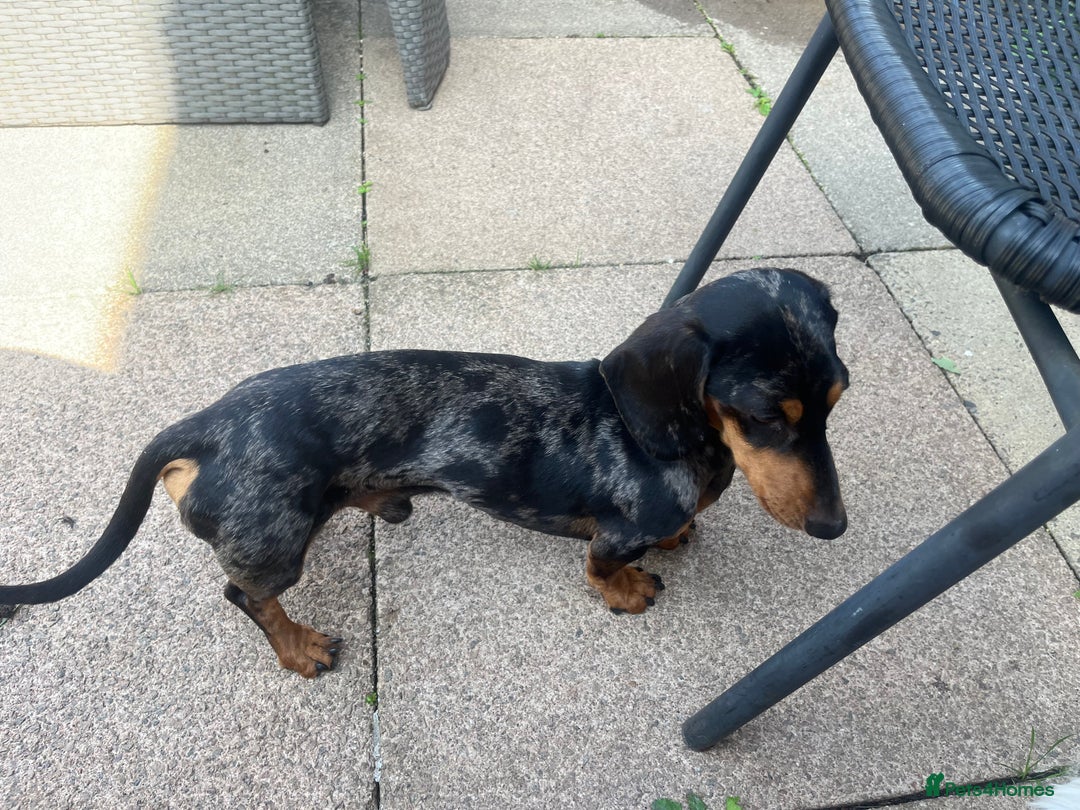 Mixed Breed dogs for sale: Maltese Cross Miniature Dachshund  - Advert 15