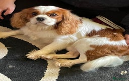 Cavalier King Charles Spaniel dogs for stud: Fully health tested proven Kc reg, multi gen clear in Wrexham - Image 5