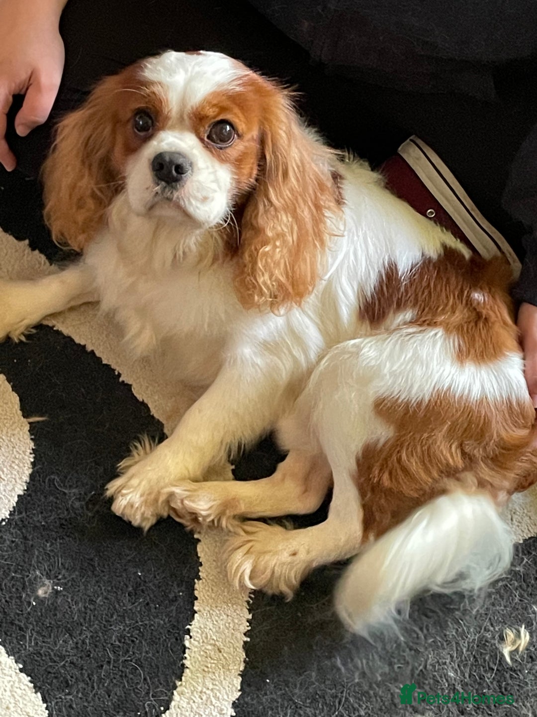 Cavalier King Charles Spaniel dogs for stud: Fully health tested proven Kc reg, multi gen clear in Wrexham - Image 5
