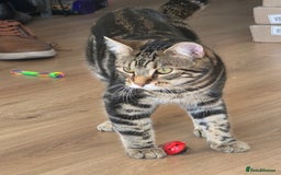 Mixed Breed cats for sale: 1 year old male cat - Image 10