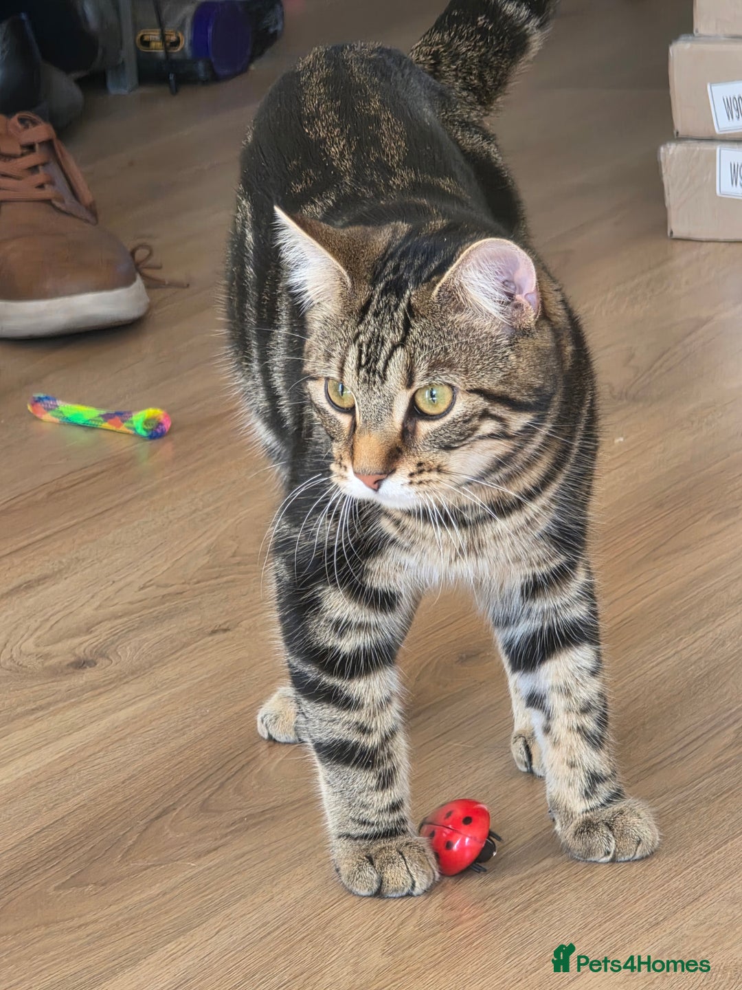 Mixed Breed cats for sale: 1 year old male cat - Image 10