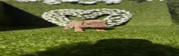 English Bulldog dogs for sale: Gorgeous KC English Bulldog Puppies - Advert 7