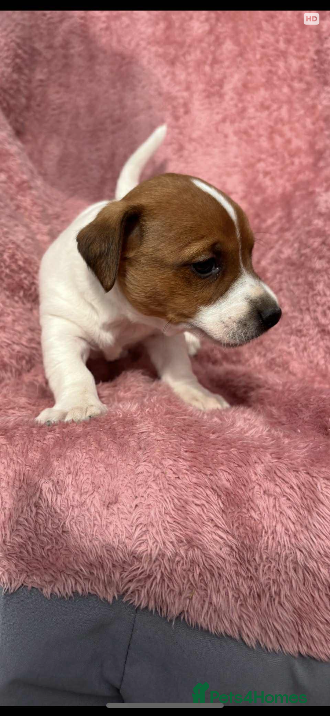 Jack Russell dogs for sale: Jack Russell Puppies  - Image 5