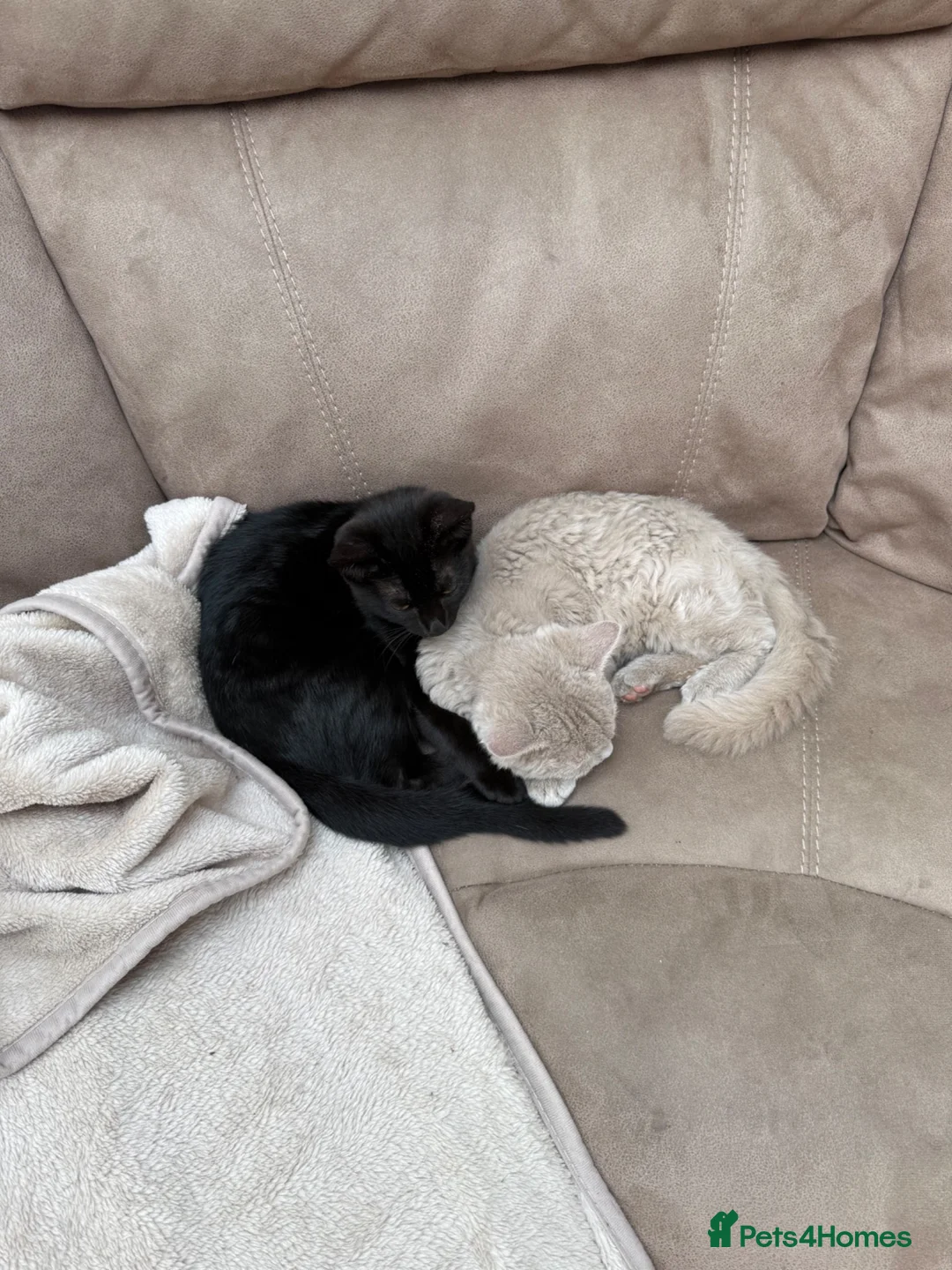 British Shorthair cats for sale: Kitten in Exeter - Advert 10