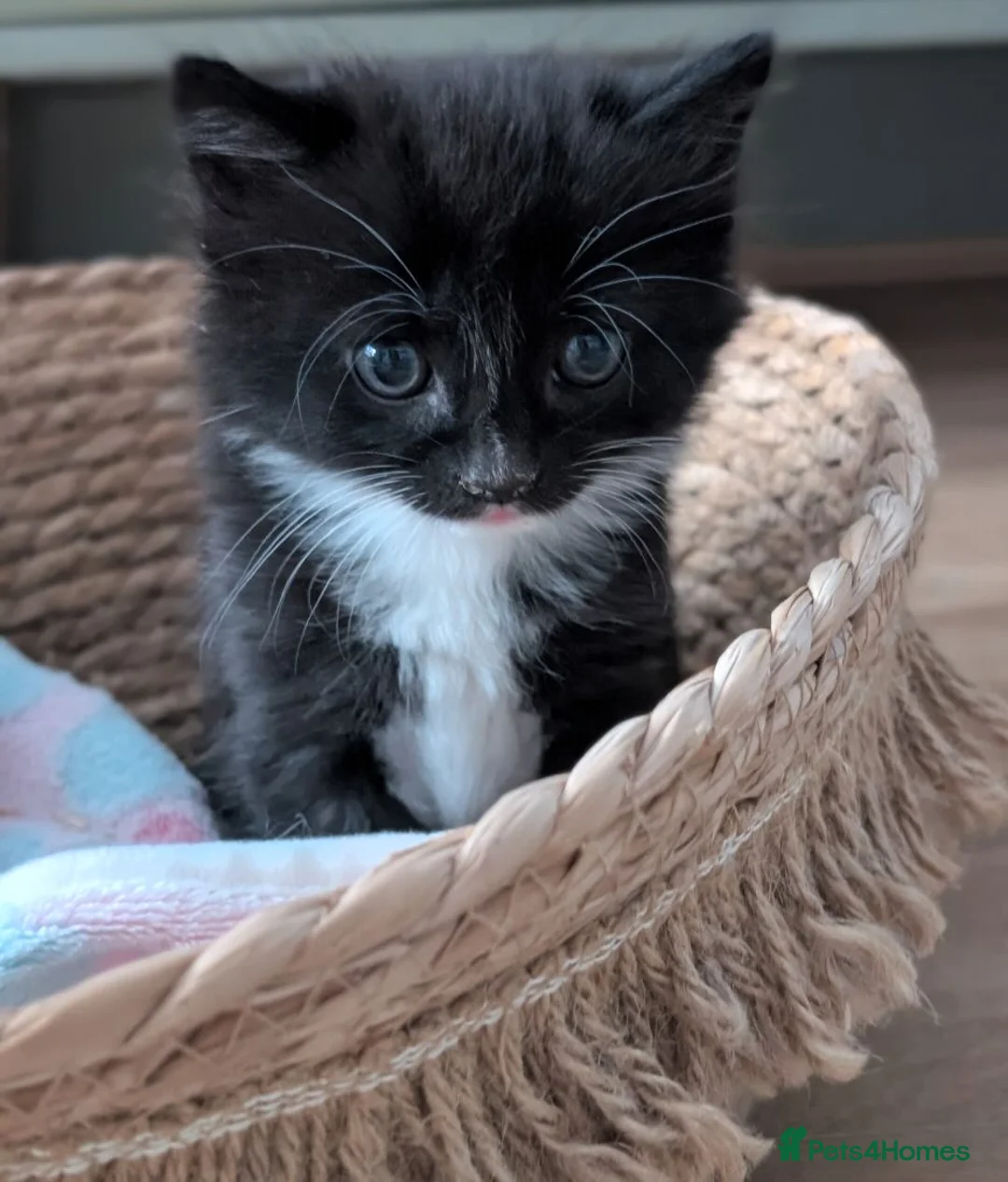 Mixed Breed cats for sale: 2 gorgeous fluffy tuxedo kittens available  - Advert 2