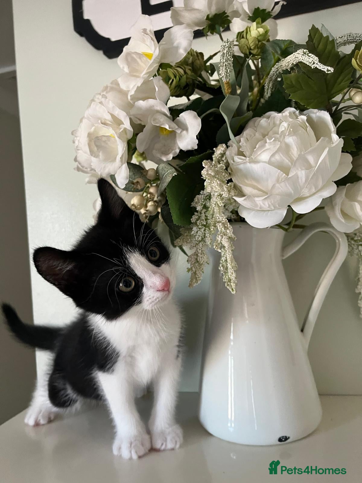 Mixed Breed cats     4 Beautiful Kittens Ready for Forever Homes ❤️ - Advert 2