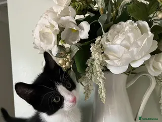 Mixed Breed cats 4 Beautiful Kittens Ready for Forever Homes ❤️ - Advert 2