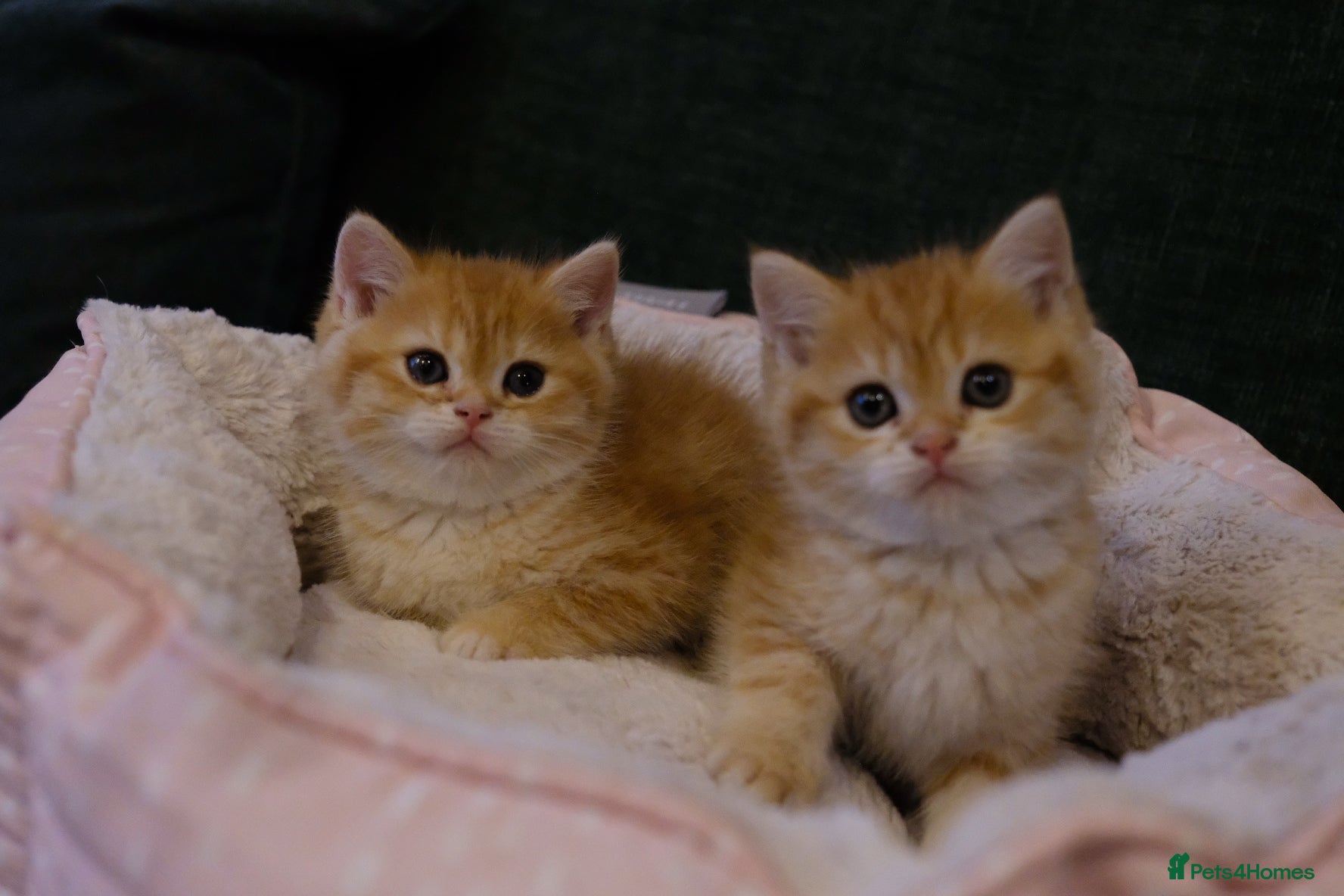 British Shorthair cats BSH Golden boys TICA Reg  - Advert 1