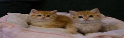 British Shorthair cats for sale: BSH Golden boys TICA Reg  - Advert 13
