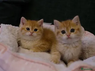 British Shorthair cats BSH Golden boys TICA Reg - Advert 1