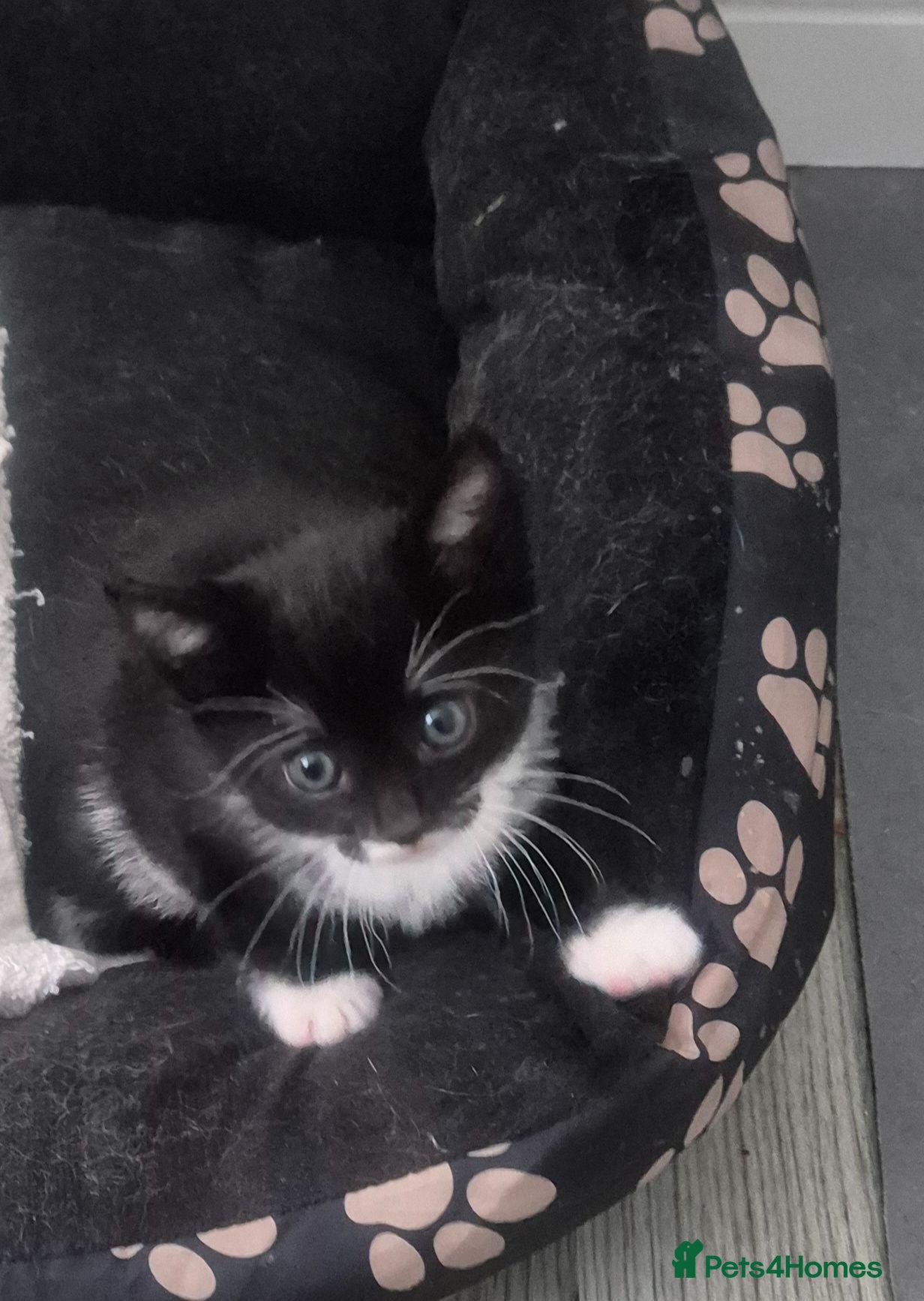Mixed Breed cats Cute adorable female kitten - Advert 1