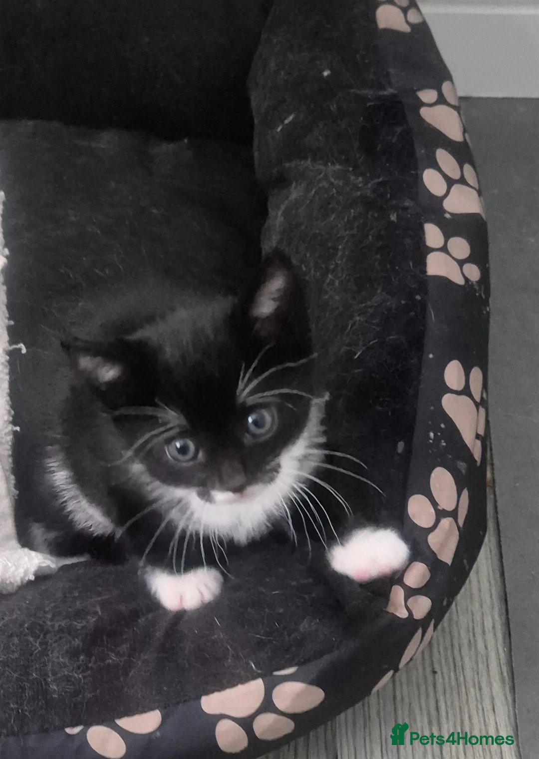 Mixed Breed cats for sale: Cute adorable female kitten - Advert 1