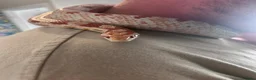 Corn Snake reptiles for sale: Female corn snake  - Advert 1