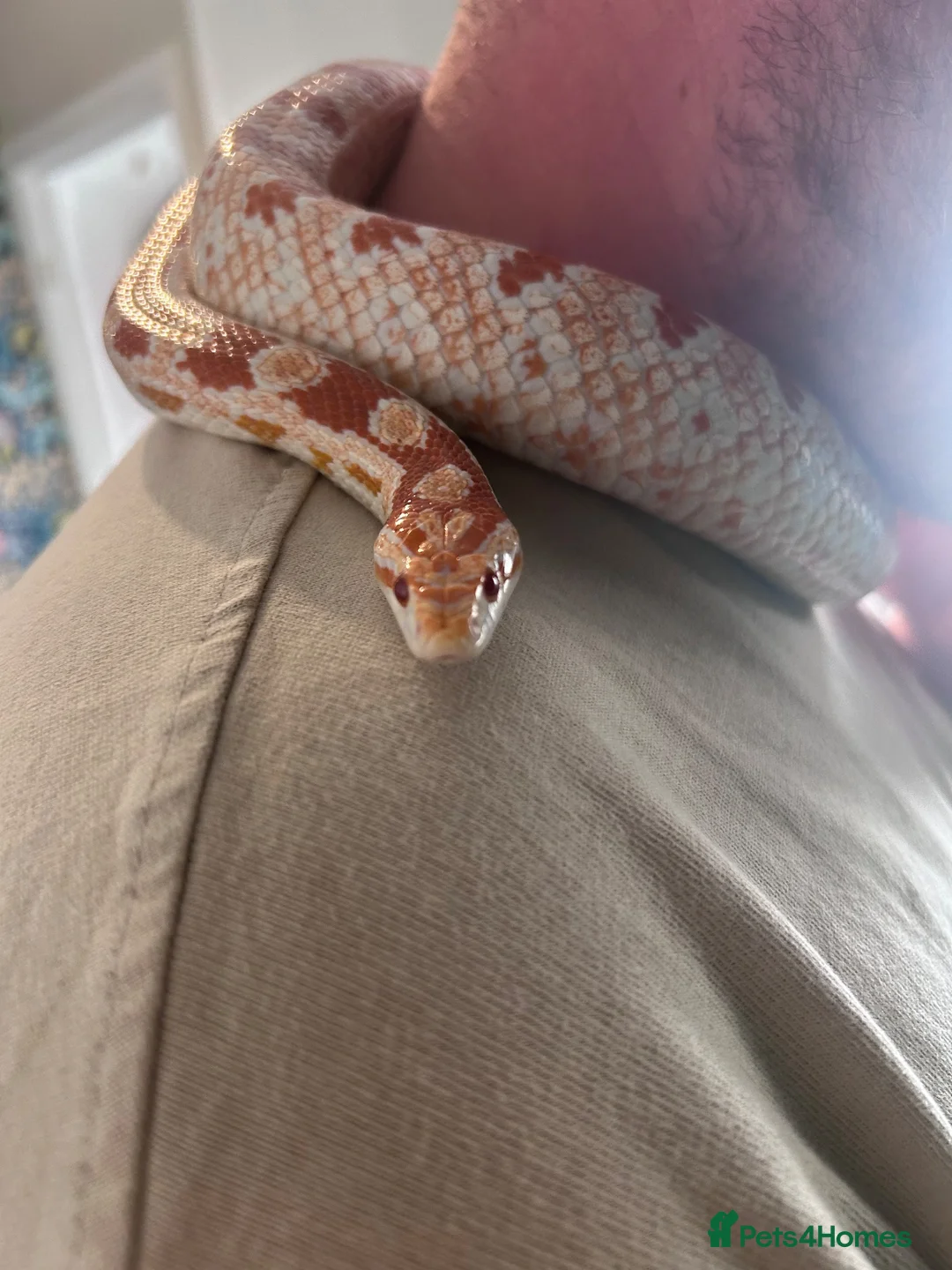 Corn Snake reptiles for sale: Female corn snake  - Advert 1