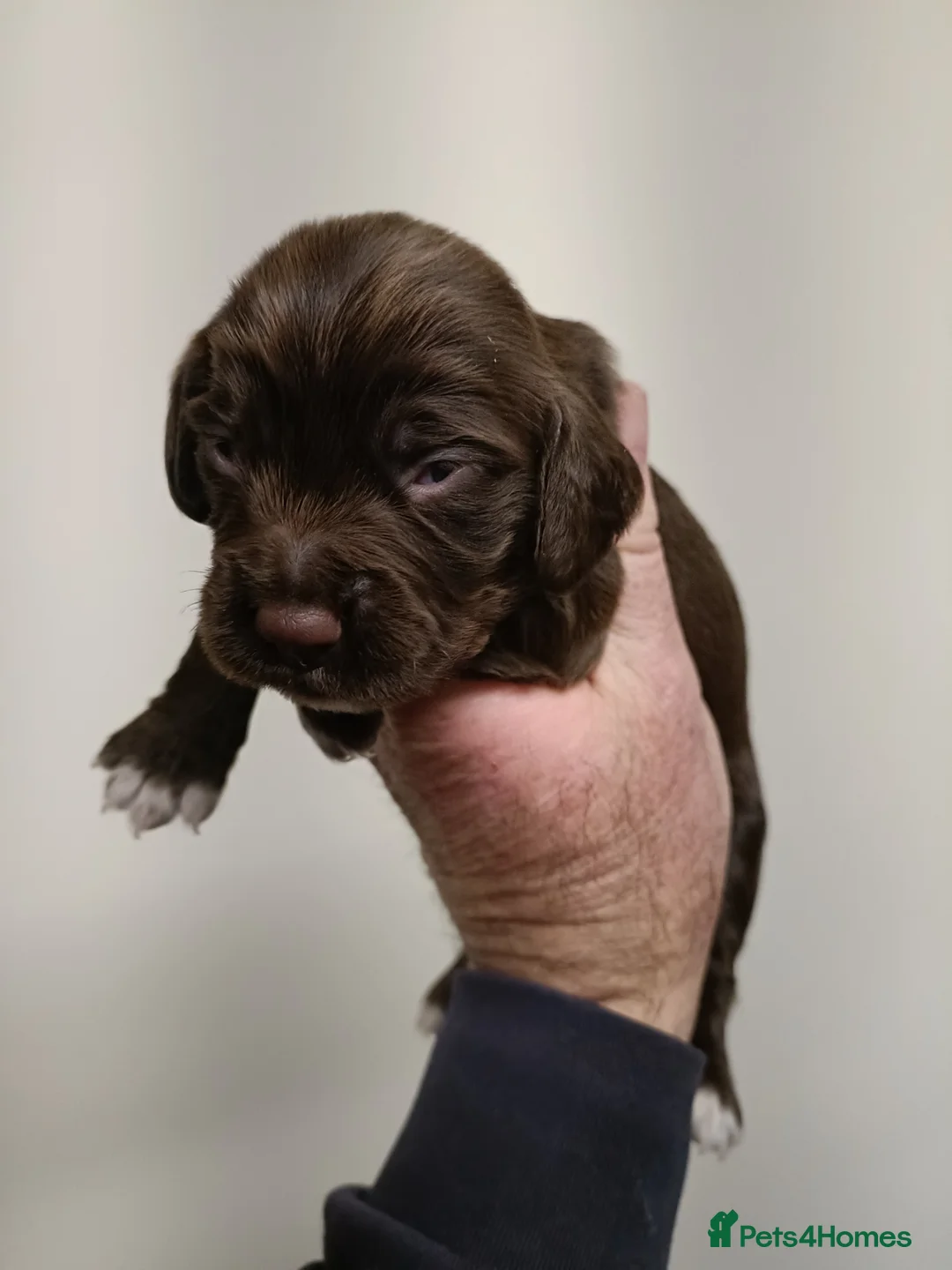 Sprocker dogs for sale: Sprocker pups 7 boys and three girls  in Stourport-on-Severn - Advert 12