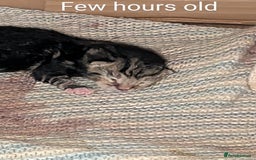 Bengal cats for sale: Male kitten Bengal X Calico  - Image 5